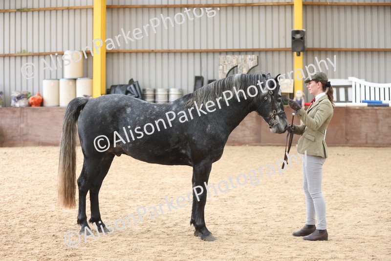 20251109-1009 - Class 27 - Stallions 4 Years and over