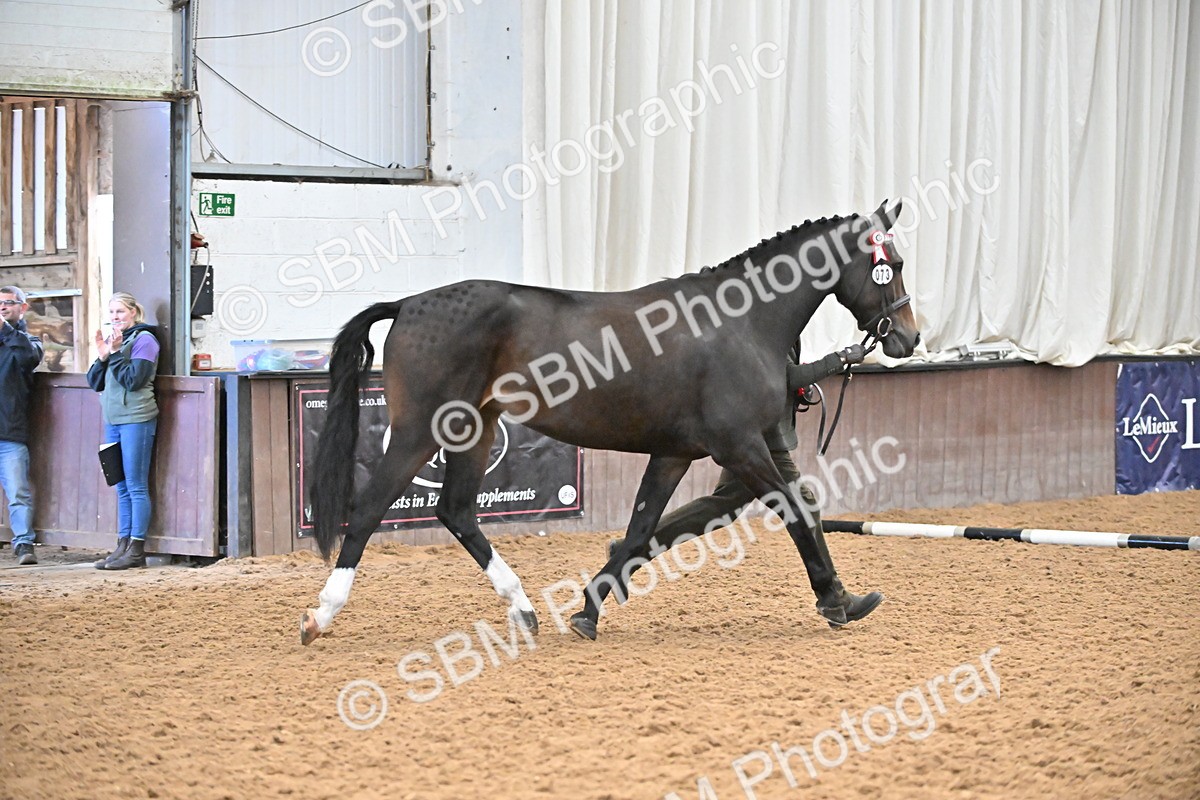 EB7_8438 - Class 3 - In Hand Foreign Breeds & Warmbloods