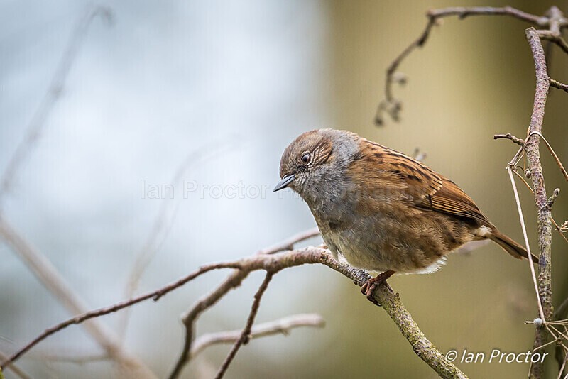 Dunnock (Prunella modularis) looking curious! - Nature