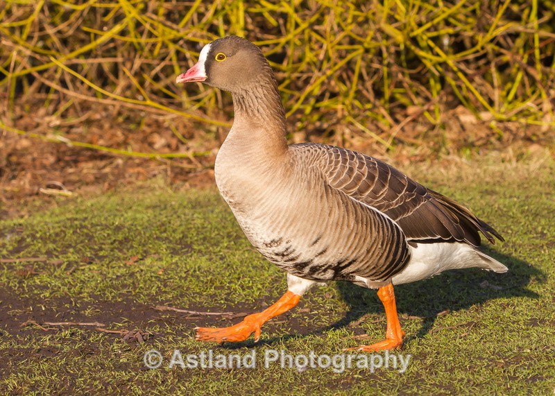 Astland Photography, Bird and Wildlife Images, Susan and Peter Wilson, U.K.