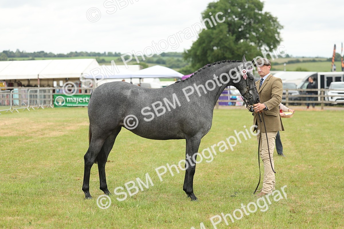SBM_05487 - Class 68-73 - Riding Pony Breeding