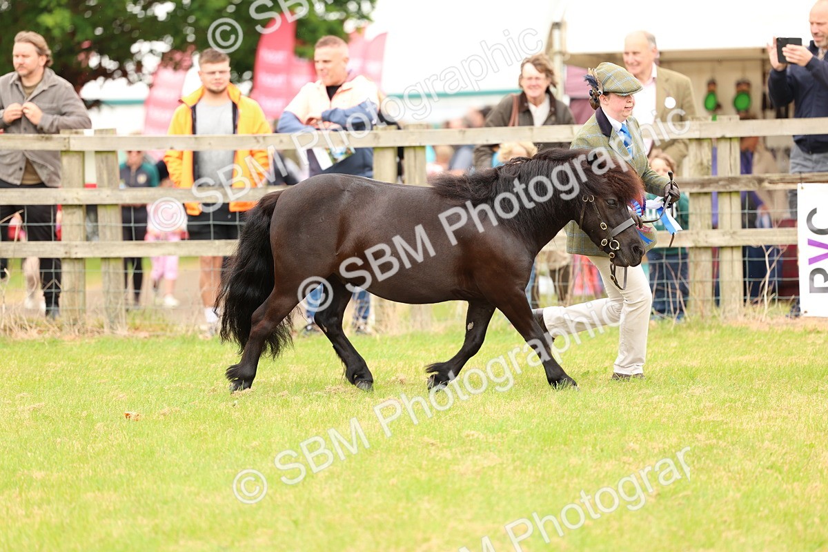SBM_03545 - Class 58-67 - M&M Non Welsh Pony In hand