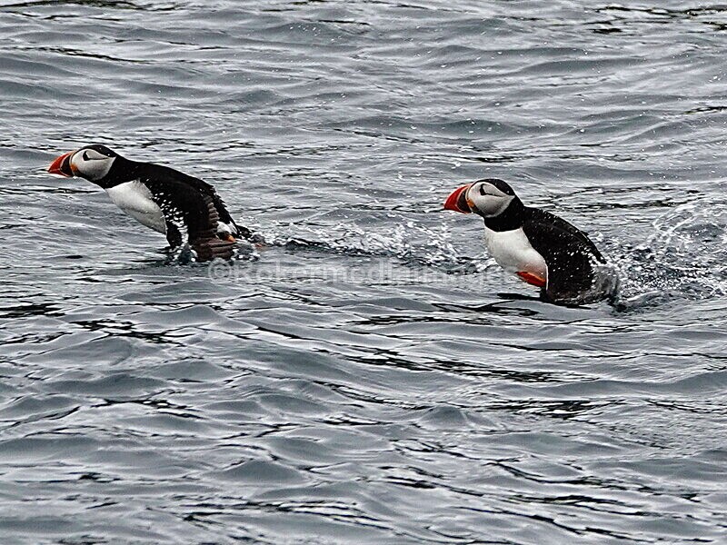 DSC00237 - Skomer 2019