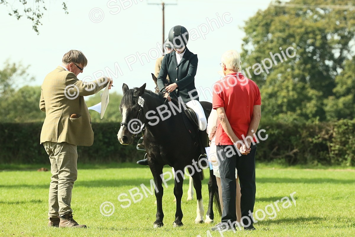 SBM_66533 - S34 - Rehabilitated Rescue Horse & Pony In Hand & Ridden