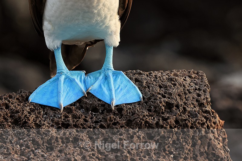 Blue-footed Booby feet on lava rock, Isla Lobos, Galapagos - Blue-footed Booby