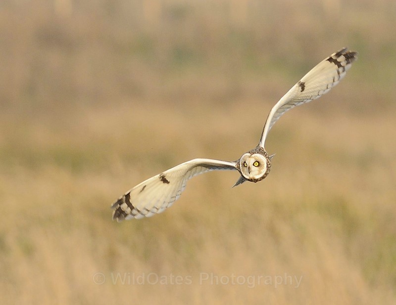 2011-11-13-16-13-19 NIKON D300 300mm f5 1-1250 iso400 - Birds