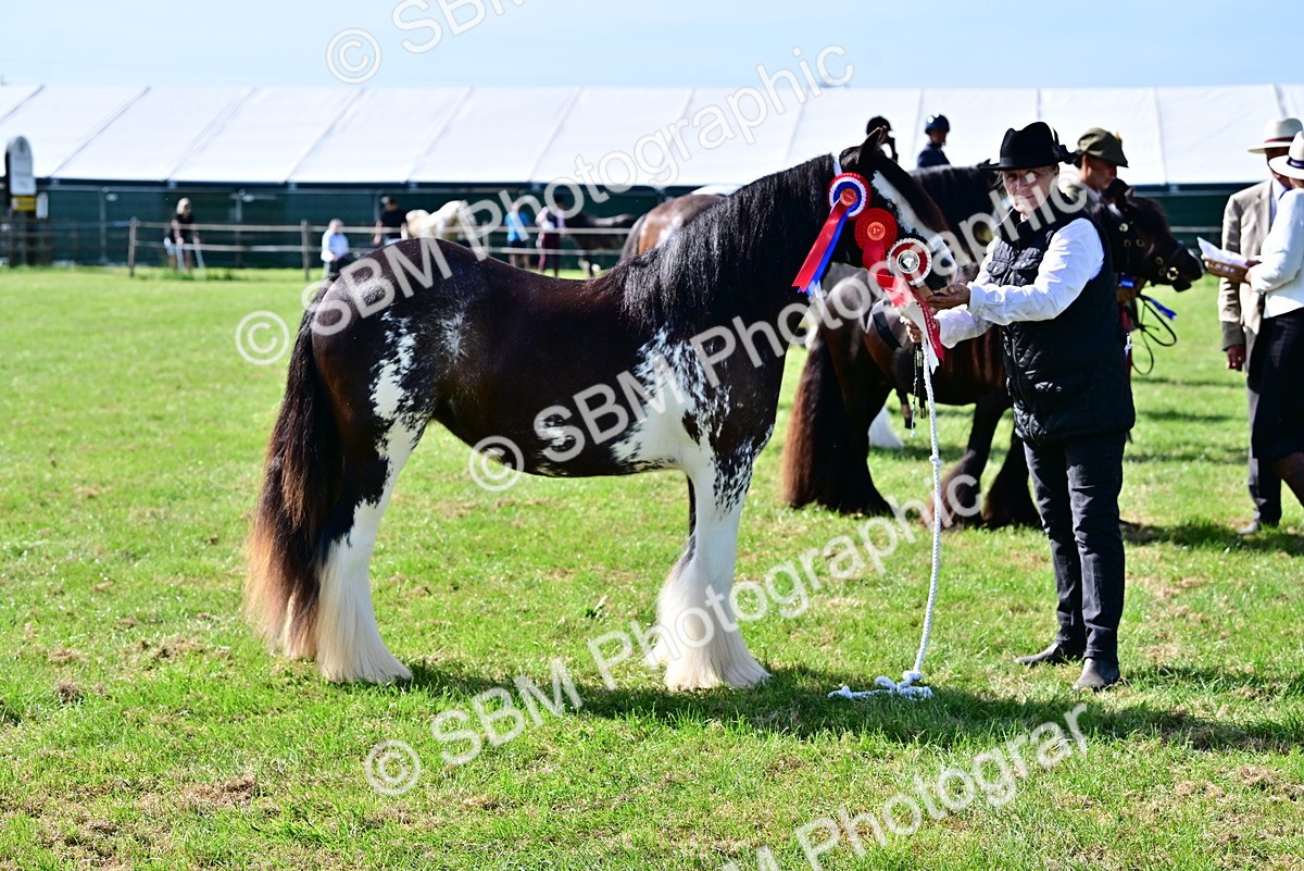 SBM_09485 - Class 63-65 - Traditional Gypsy Cobs In Hand & Ridden