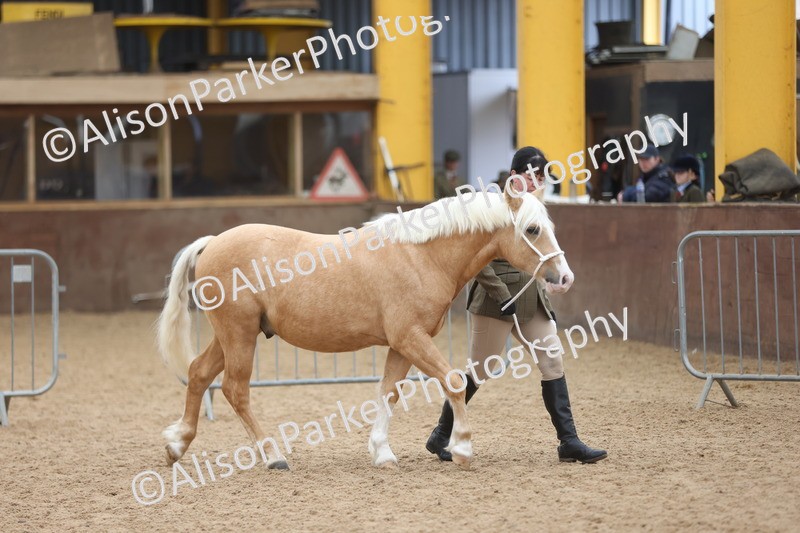 20251109-0825 - Class 25 - Yearling, Colt, Filly or Gelding