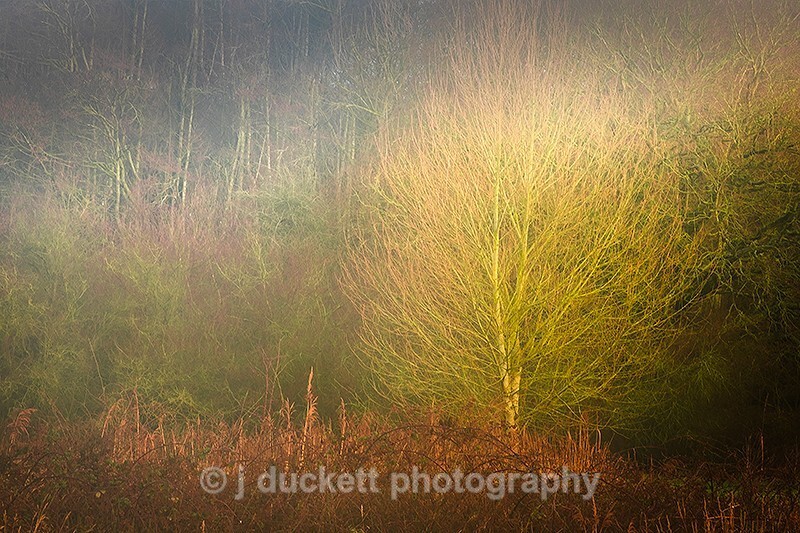  - Shard of Light in Woodland