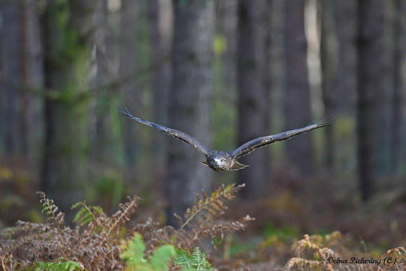 Common Buzzard - Birds Of Prey