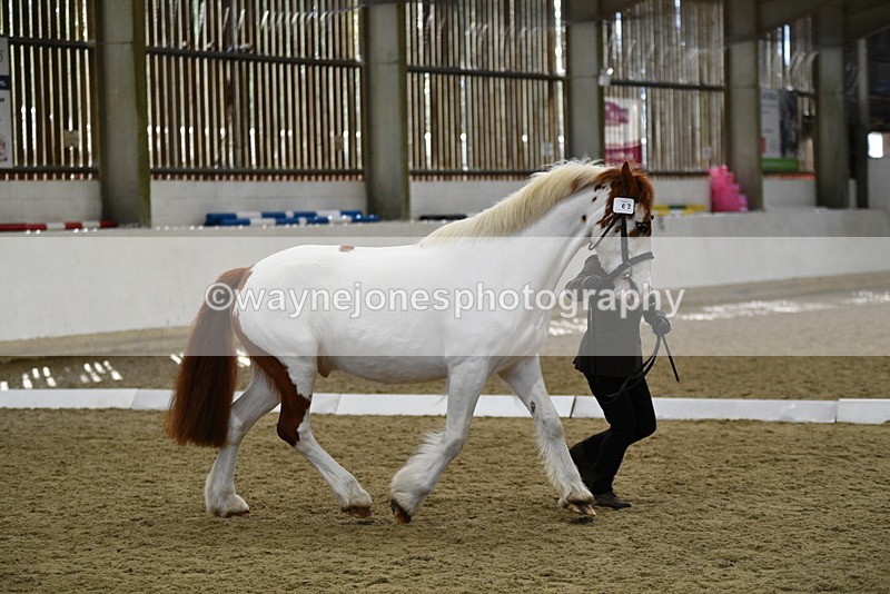 WJ5_5068 - Class 7 In hand coloured / odd coloured