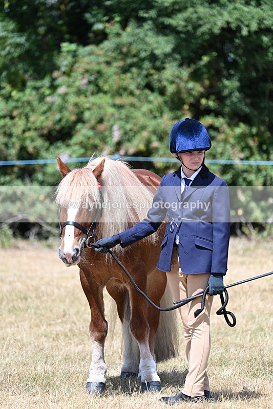 WJ7_2191 - Class 5 Most Handsome Gelding (up to 14.2hh) in hand