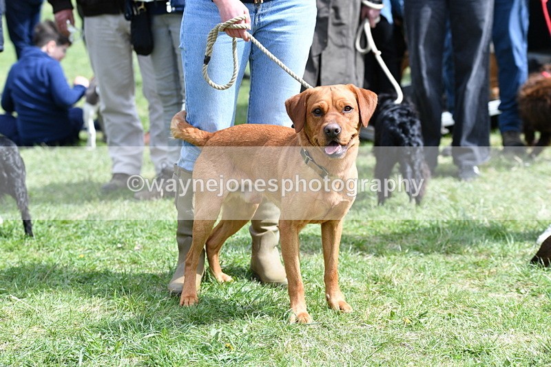 WJ5_9801 - Class 3 Most Handsome Dog