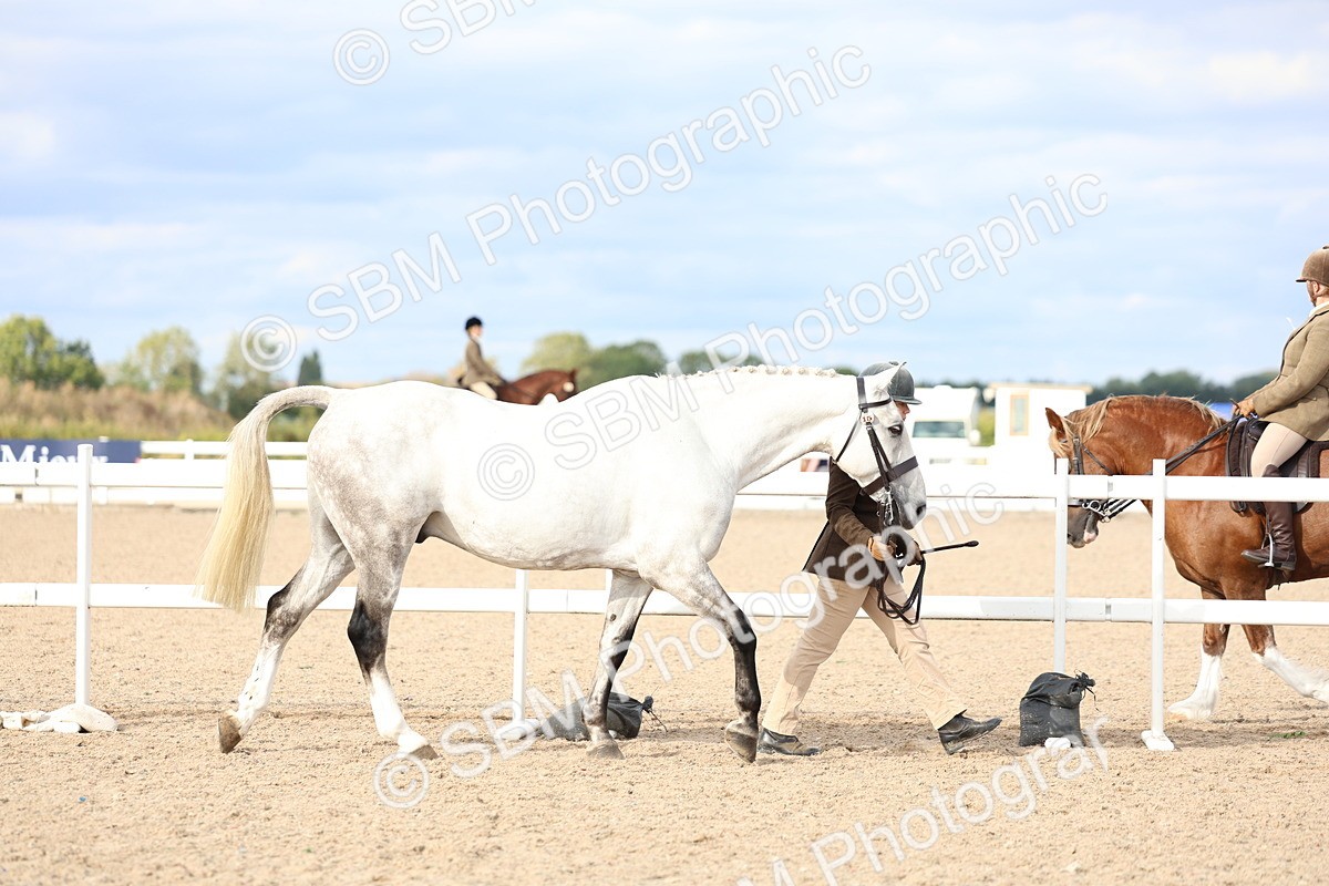 SBM_18672 - Class 317 - IH Pure Bred Horse-Pony