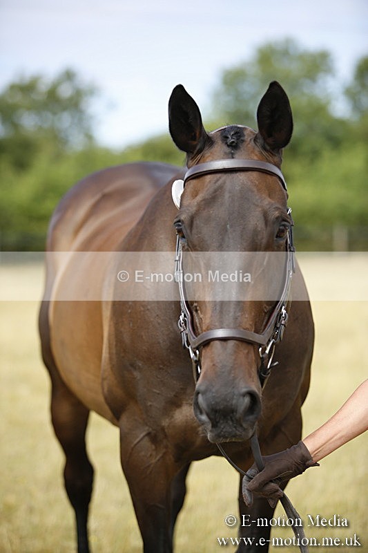 _C7A9380 - BVRC Sow 2018 Ring 2