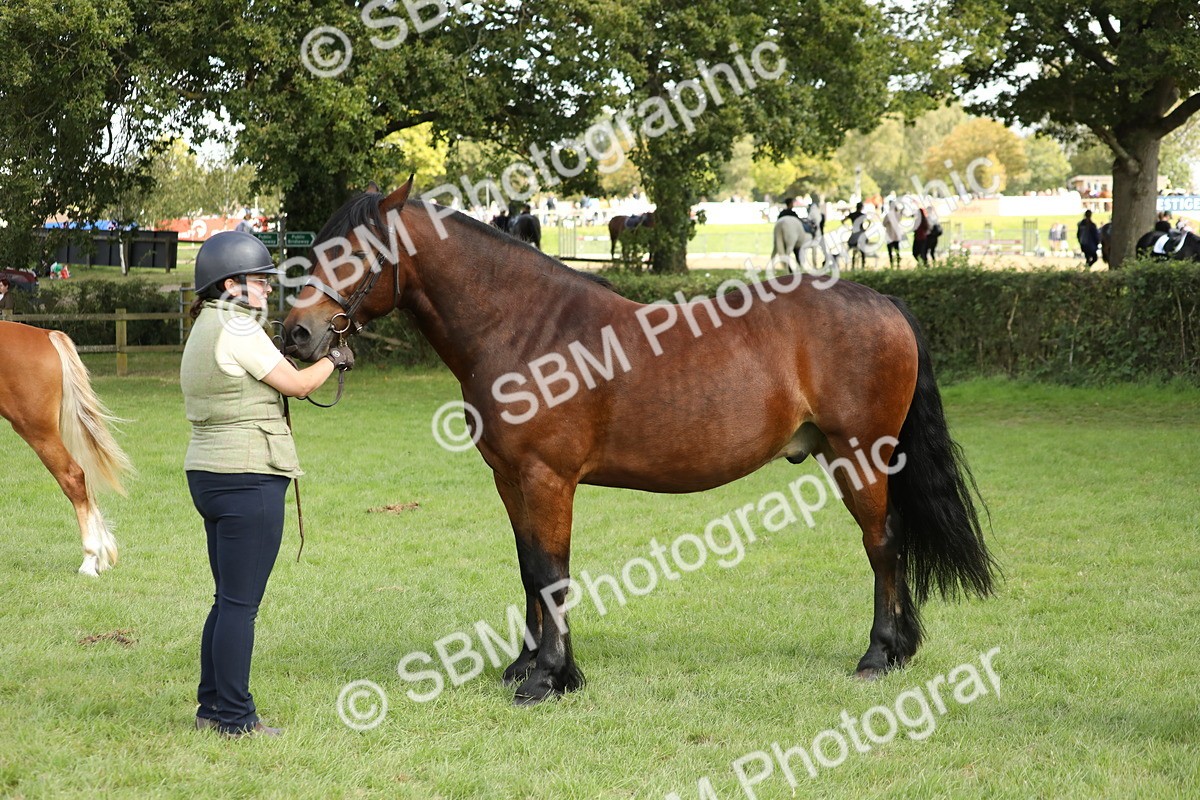 SBM_65492 - S47 - Mountain & Moorland In Hand Large Breeds