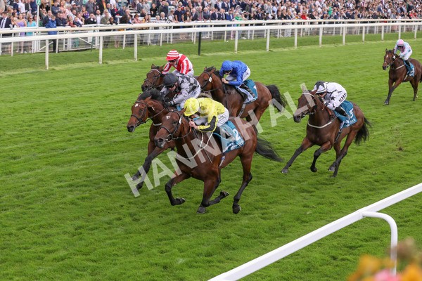 230923-Race 3-Politico-5299 - Race 3 3.10pm Happy 60th Birthday Angela Clark Nursery Handicap