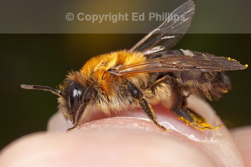 Andrena nitida (f)
