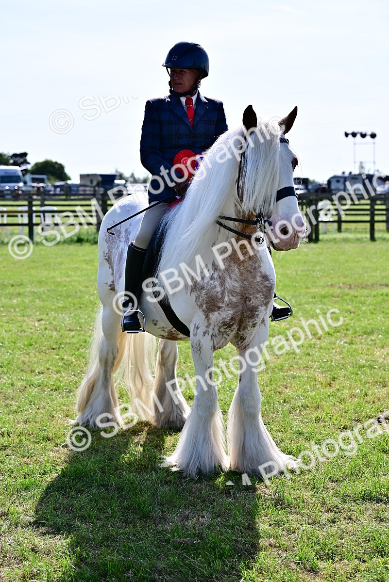 SBM_09498 - Class 63-65 - Traditional Gypsy Cobs In Hand & Ridden
