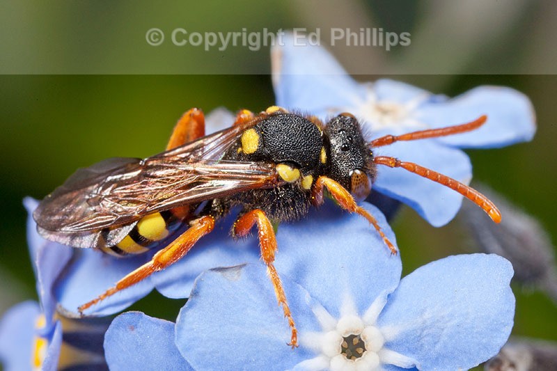 Nomada fucata Female