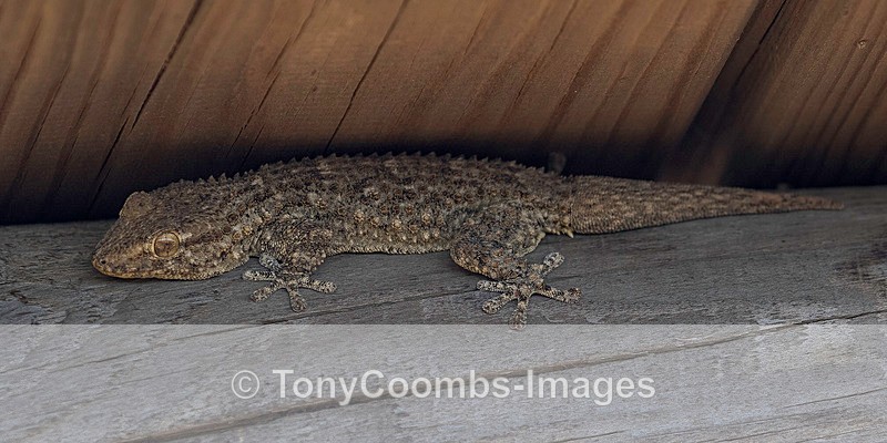 Moorish Gecko - Spain  2016