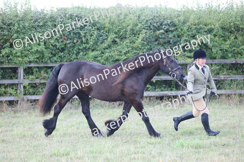 20250831-1653 - Class 22 - Mountain and Moorland Inhand