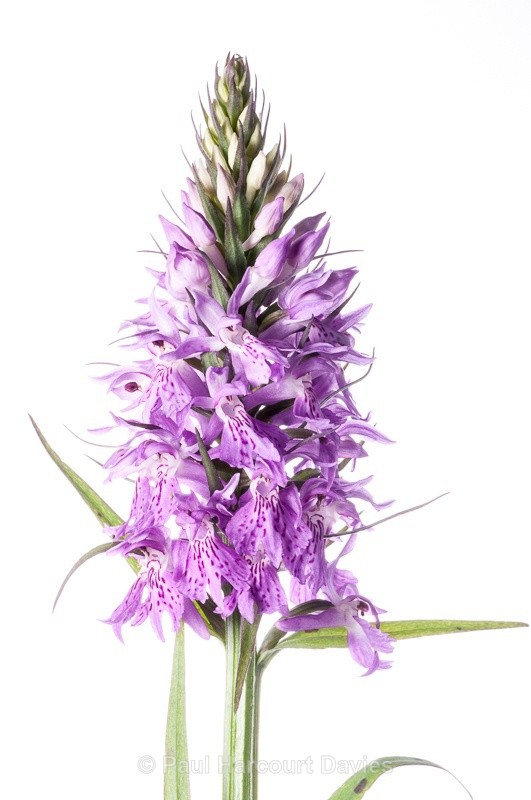  - WB: Orchids - Various