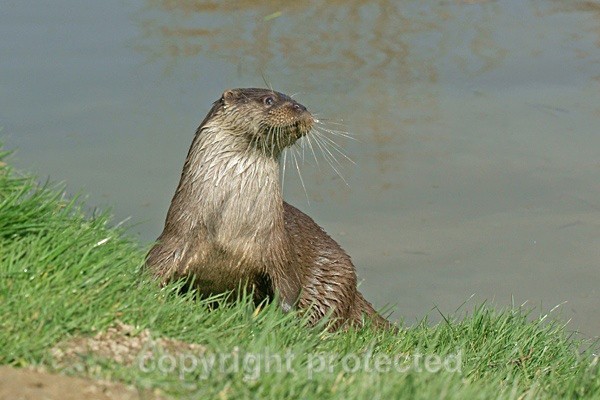 British Otter - British Wildlife Centre - Wildlife Centres