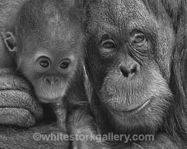 Orangutans - Wildlife and Animals