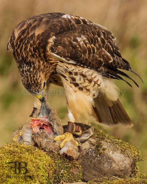 wow apr pd-44 - Birds of Prey