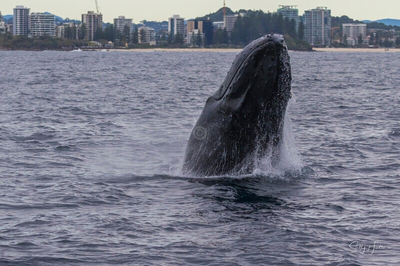 0A3A5505 - 2024 Whale Photos
