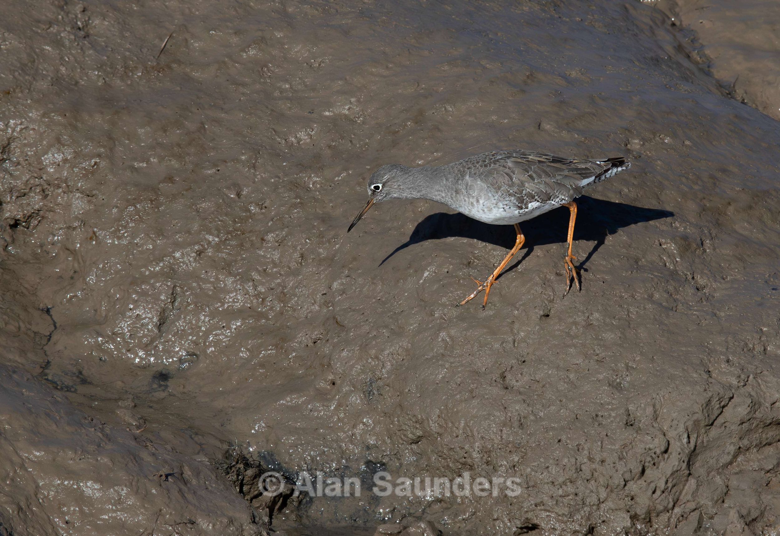 Common Redshank 2