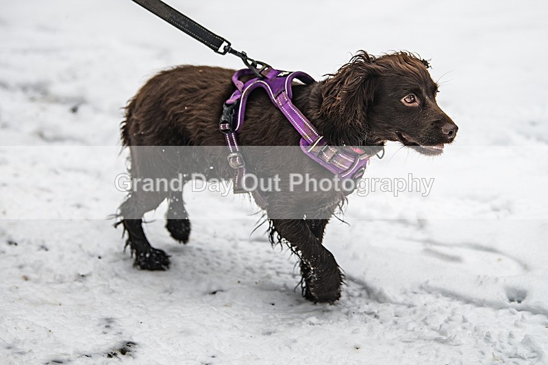 Glentress-905 - High Terrain Events Glentress 42, 21 & 10K Trail Races Sunday 15th February 2026