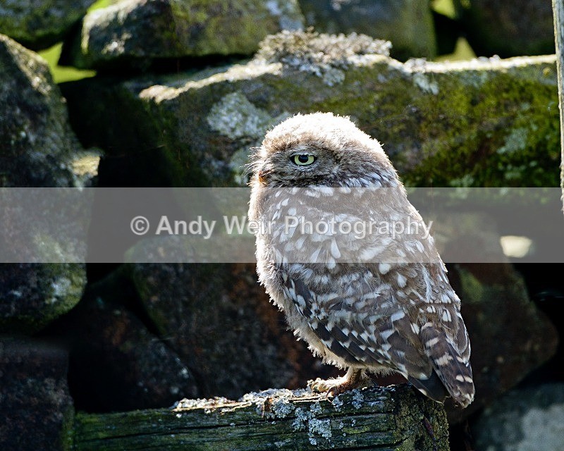 20110724-_MG_6306-487 - Little Owl