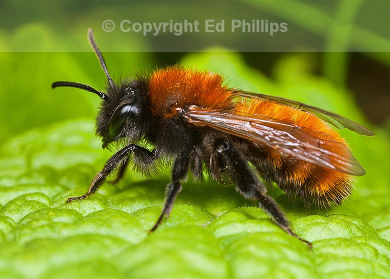 Andrena fulva (f)