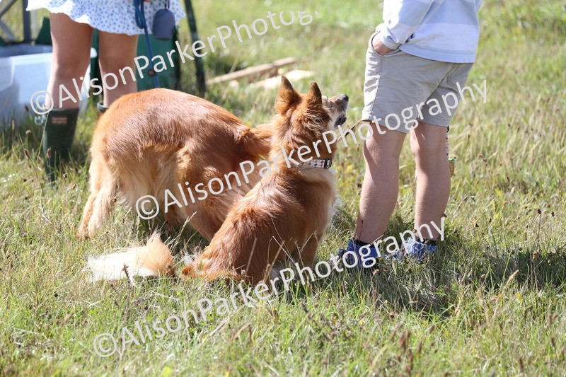 20260906-3323 - Class 32 - Dog To Take Home