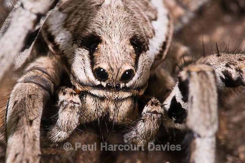  - Bugs: Spiders