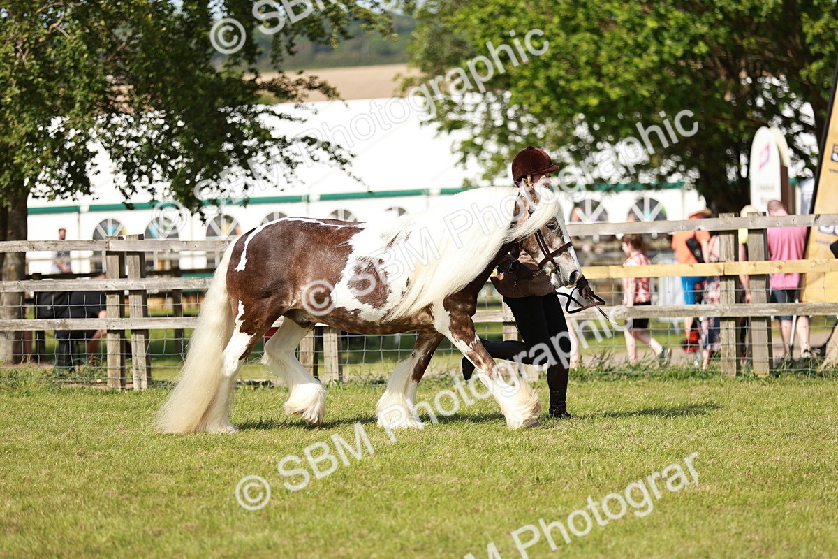 SBM_08778 - Class 63-65 - Traditional Gypsy Cobs In Hand & Ridden