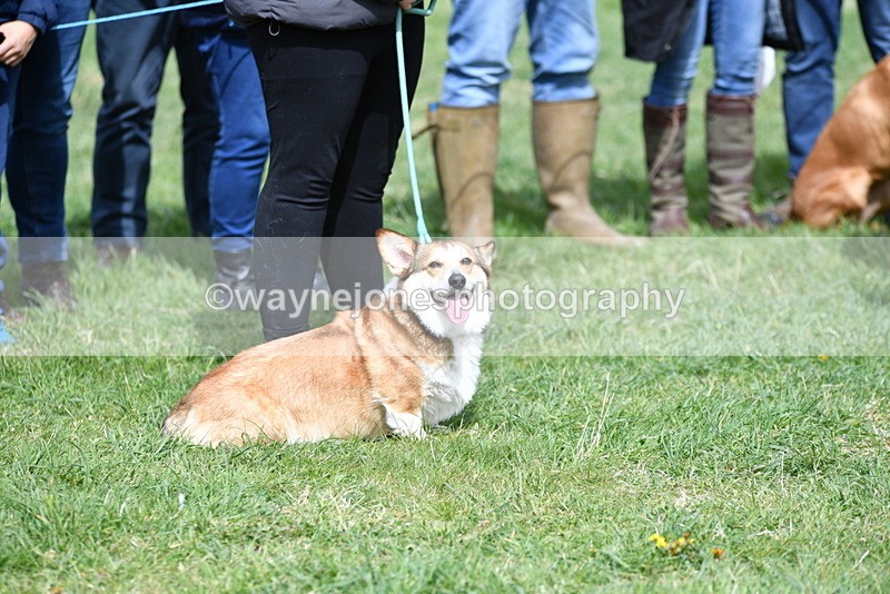 WJ5_9711 - Class 3 Most Handsome Dog