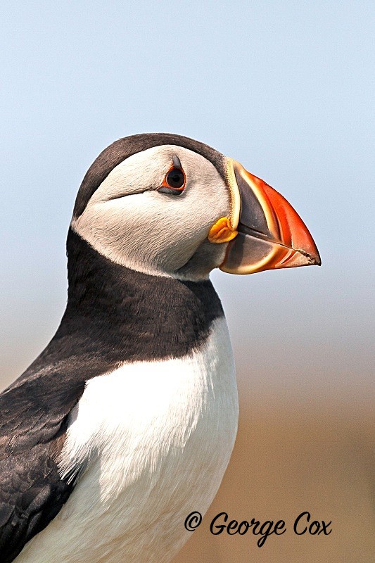 Puffin on theTreshnish Islands
