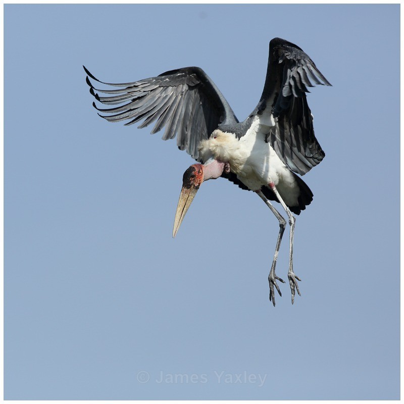 Marabou Stork Landing - Kenyan Safari 2013