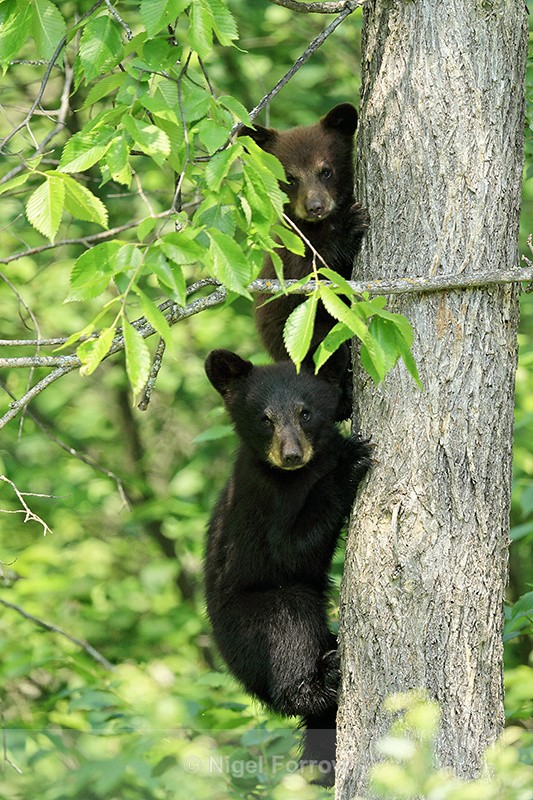 Two Black Bear cubs in tree, Minnesota, USA - American Black Bear