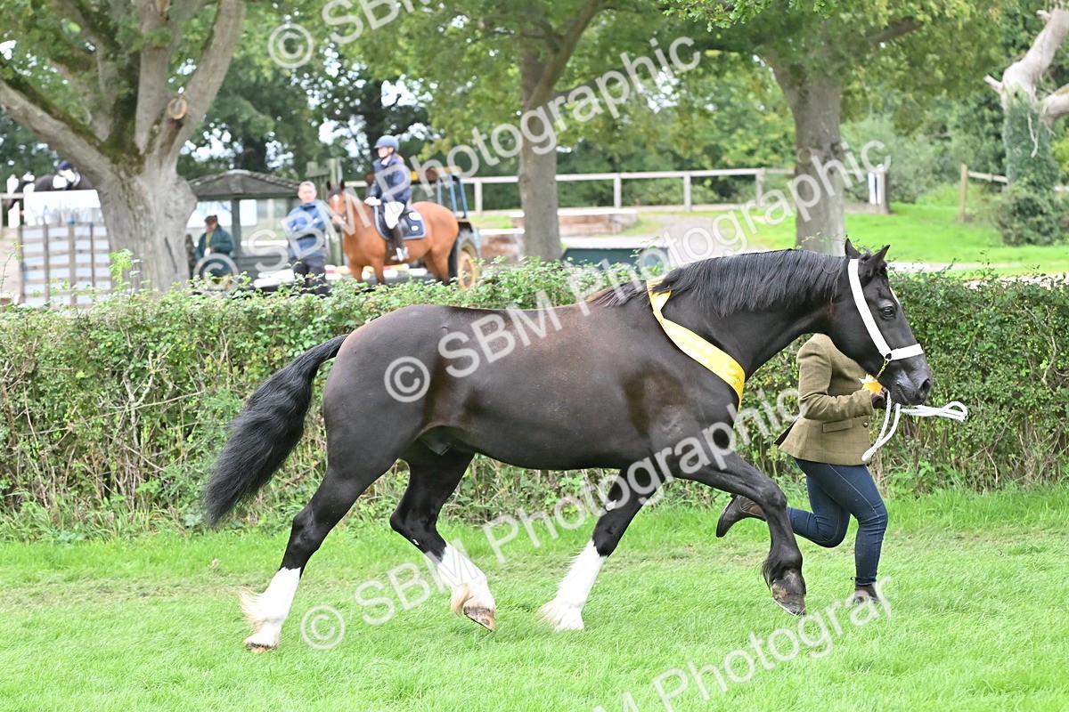 SBM_65010 - In Hand Pony & Younstock Supreme Championship