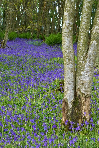 Bluebell wood (3) - General