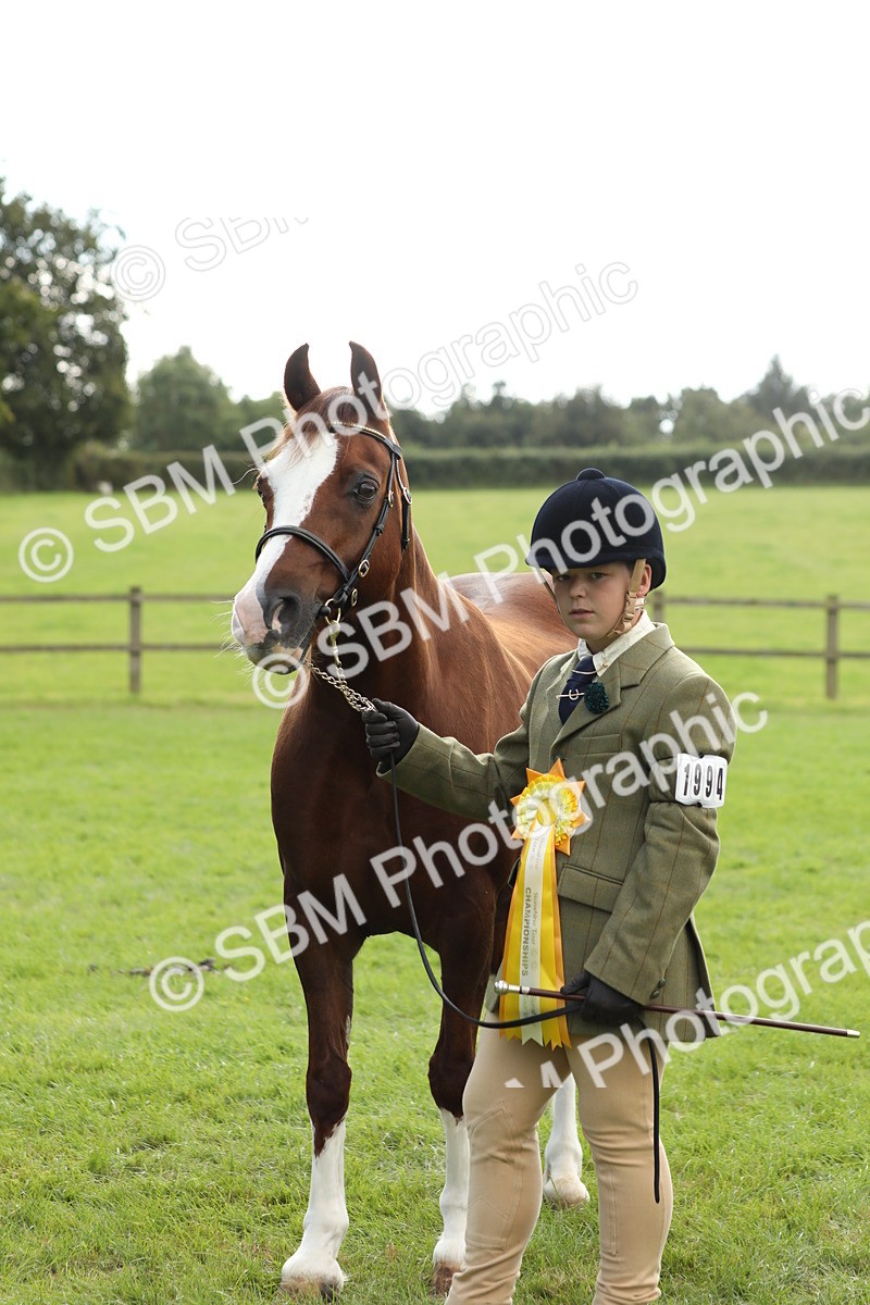 SBM_65528 - S47 - Mountain & Moorland In Hand Large Breeds