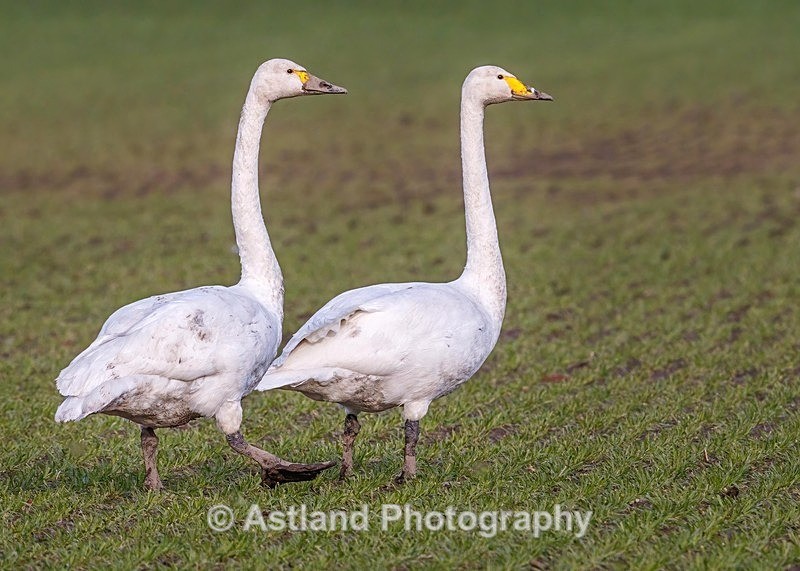 Astland Photography, Bird and Wildlife Images, Susan and Peter Wilson, U.K.