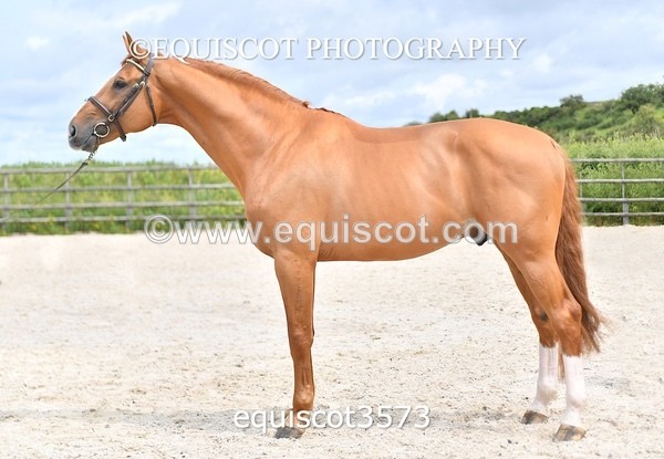 equiscot3573 - STALLION SELECTION