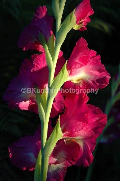  - Flowers