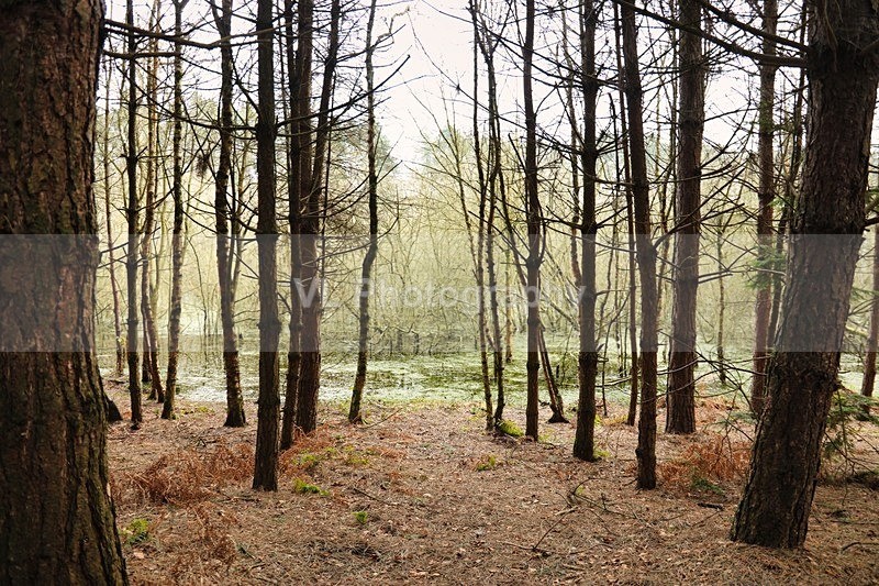 Trees - Plants and Trees