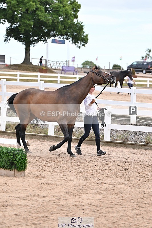 250716-135717-00812 - Trot Up 1.30 to 2.30